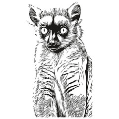 Lemur vector illustration line art drawing black and white Lemurs