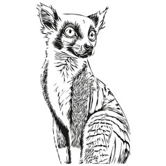 Cute kids hand drawn nursery poster with Lemur animal Lemurs