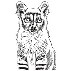 Cute Lemur on white background, hand draw illustration Lemurs