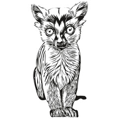 Cute kids hand drawn nursery poster with Lemur animal Lemurs