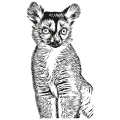 Funny cartoon Lemur, line art illustration ink sketch Lemurs