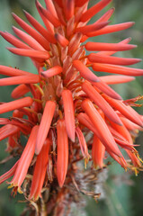 flor da babosa planta