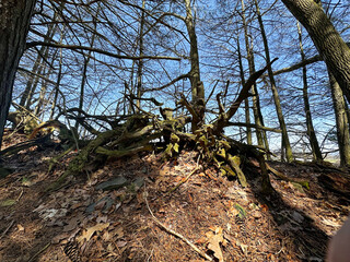 twisted fallen branches
