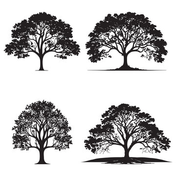 set of Banyan trees silhouettes. Big tree black silhouette