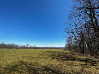 trees in the field