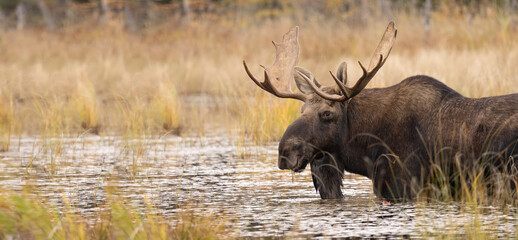 Bull Moose in the Wild: A Trophy Hunting Experience in their Natural Habitat during the Fall Rut.  Wildlife Photography. 