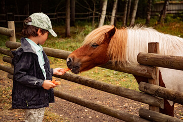 child feeding pony with carrot 