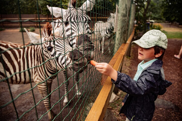 Fototapeta na wymiar child feeding zebra through the fence at the farm