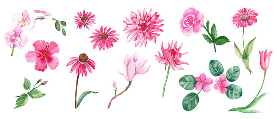 Big watercolor set of pink flowers. Wild, exotic, garden, tree, home flowers, herbs. Hand drawn botanical illustration isolated on white background. Botanical collection. Can be used for stickers