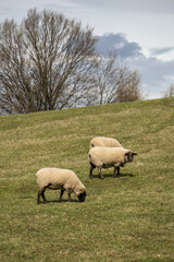 Black-headed sheep grazing on a hill with clouds.