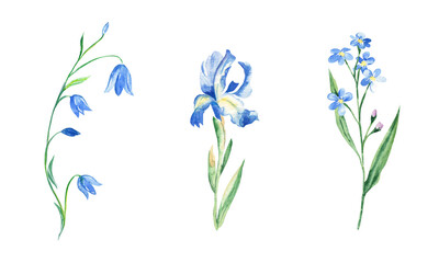 Fototapeta na wymiar Watercolor set of blue flowers. Bluebell, iris, forget-me-not. Hand drawn botanical illustration isolated on white background. Can be used for stickers, cards, farbic prints, cosmetic packaging design