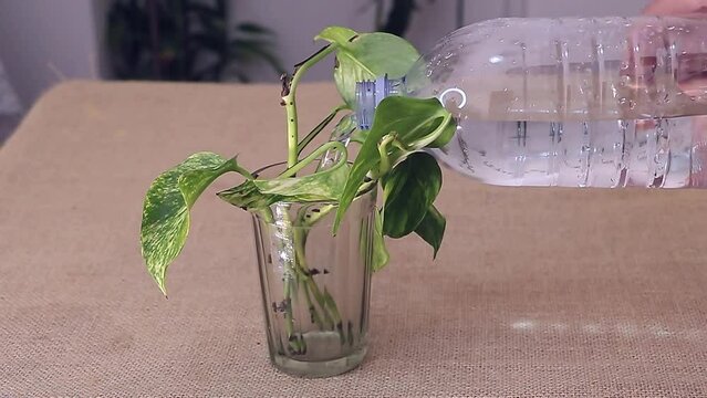Slow Motion Water Pouring over Scindapsus Cuttings in a Glass - Plant propagation concept