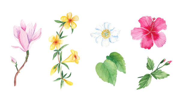 Floral watercolor set. Exotic flowers. Hand drawn botanical illustration isolated on white background. Botanical collection. Can be used for stickers, cards, farbic prints, cosmetic packaging design
