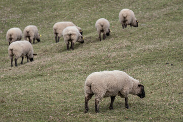 A sheep with a black head in the pasture.