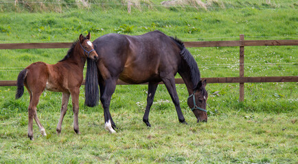 Mare and foal Equus caballus  grazing in grass paddock



