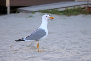 A common gull on the beach