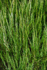 Background, texture of a green, evergreen bush, juniper tree. Close-up photography, nature.