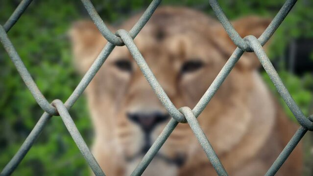 Lioness Looking Around Behind Fence Bokeh