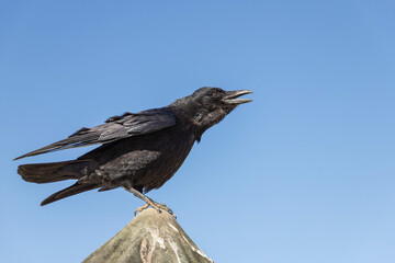 oiseau corneille