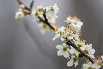 White plum blossoms on a branch in the rain.