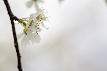 White plum blossoms on a branch in the rain.