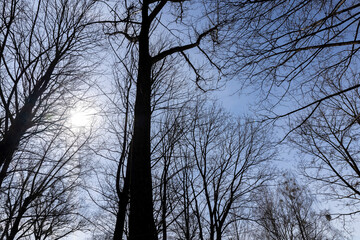 Branches of deciduous trees in the park in spring sunny weather