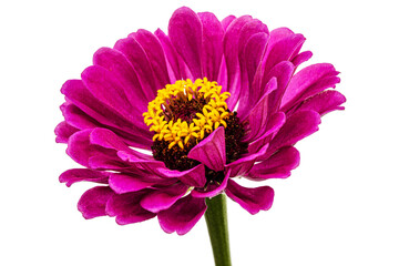 Purple flower of zinnia, isolated on white background