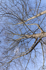 Bare trees in sunny spring weather, bare deciduous trees