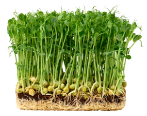 Sprouted pea seeds on a white background, microgreens for salad, detox