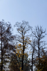 Fototapeta na wymiar Branches of trees without foliage in mid-autumn