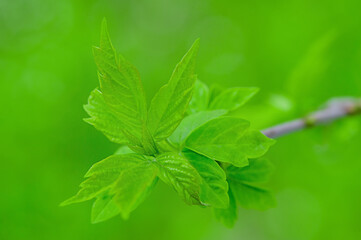 Green new leaf on a tree in spring. Soft focus on leaf and blurred green bokeh background.
