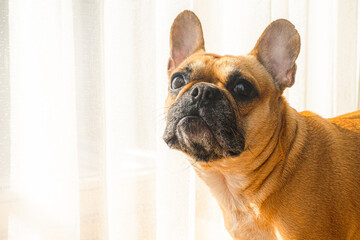 Portrait of a french bulldog at home, posing for dog photoshoot on a sunny day.