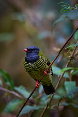 Barred Fruiteater