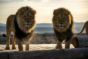 lion brothers