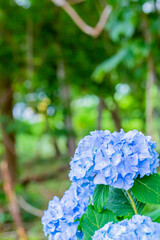 アジサイ
