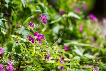 PinkeBlüten im Beet mit Stauden