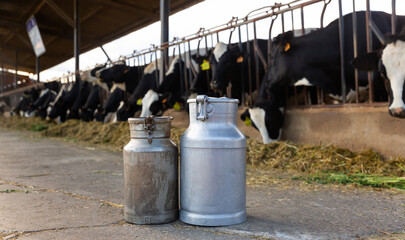 Naklejka premium Image of two dairy canisters standing on a livestock farm and ready to be filled with milk