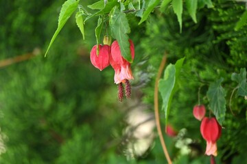 Trailing abutilon ( Callianthe megapotamica ) flowers. Malvaceae evergreen tropical shrub native to Brazil.