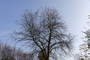 Trees with foliage falling in autumn against the blue sky