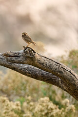 Burrowing Owl