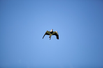 Fototapeta na wymiar bird in flight