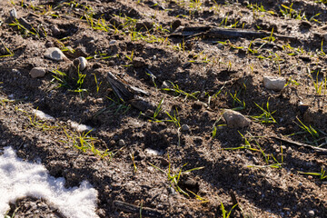 green winter wheat in the winter season