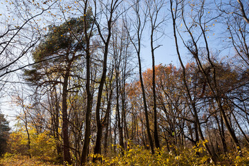trees in the autumn season in sunny weather before sunset