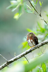Central American Pygmy-Owl