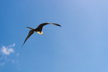 Obraz premium fregatidae bird in summer sky. fregatidae bird flying in the sky. fregatidae bird outdoor.