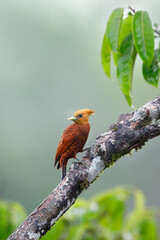 Chestnut-colored Woodcreeper