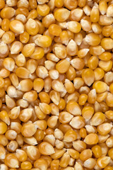 dry corn for cooking and popcorn