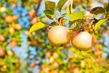orchard with ripe apple on branch, copy space. orchard with ripe apple outdoor.