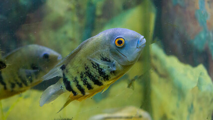 Pez azul del amazonas