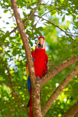 ara macaw parrot in nature outside. photo of ara macaw parrot in zoo. ara macaw parrot bird. © be free